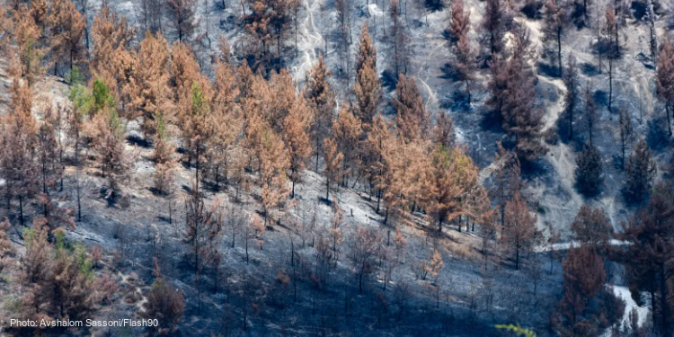 Israel's northern forests burned from rocket attacks